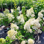 Hortenzia metlinatá (Hydrangea paniculata) ´GRANDIFLORA´- výška 20-30 cm, kont. C2L